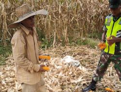 Serka Indra J Lubis Dampingi Warga Desa Rantau Pauh Panen Jagung
