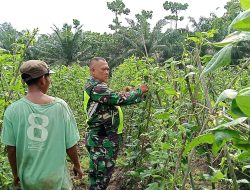 Babinsa Koramil 03/Seruway Sertu Edi Purnawan Dampingi Petani Rawat Tanaman Kacang Panjang