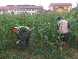 Babinsa Koramil 08/Rantau Bantu Petani Membersihkan Gulma