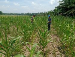 Babinsa : Upaya Ini Untuk Menjaga Keberhasilan Program Swasembada Pangan