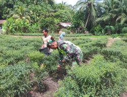 Babinsa Koramil 08/Rantau Bantu Petani Panen Cabe