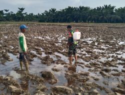 Mencegah Serangan Hama Pada Padi Dengan Penyemprotan Insektisida