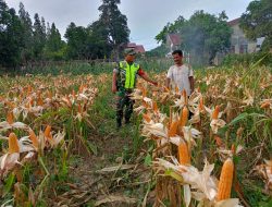 Menjelang Masa Panen, Serka Sabar Dampingi Petani Cek Kondisi Tanaman Jagung