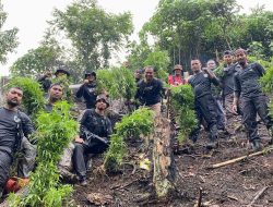Polres Aceh Selatan Musnahkan Satu Hektar Ladang Ganja