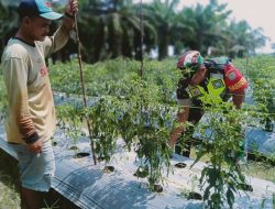 Babinsa : Untuk Memberikan Motivasi dan Semangat Kepada Petani