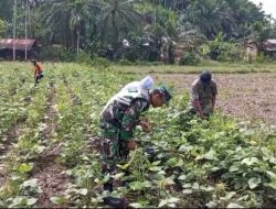 Salah Satu Komoditas Pertanian Yang Cukup Berkompeten dan Memiliki Protein Tinggi