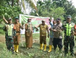 Pj Bupati Asra Panen Bawang Merah di Kampung Suka Jadi