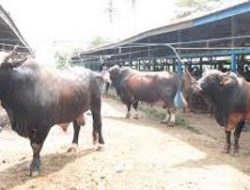 Pemkab Aceh Besar Pastikan Stok Hewan Qurban Untuk Idul Adha 1445 Cukup