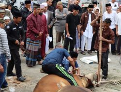 Usai Shalat Ied, Kapolres Aceh Tengah Saksikan Penyembelihan Hewan Qurban