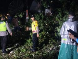 Pohon Kapuk Tumbang Hancurkan Dua Rumah Warga di Tanah Jambo Aye