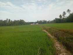 Padi di Areal Blang Seumasang Gampong Ladang Kekeringan Air