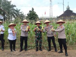 Wujudkan Swasembada Pangan, Polda Sumsel, Polres Muba Panen Raya Jagung Secara Serentak Tahap 1