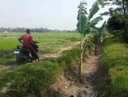 Irigasi Kekeringan, Petani Protes Tanami Pohon Pisang