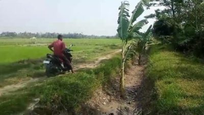 Irigasi Kekeringan, Petani Protes Tanami Pohon Pisang