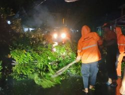 Hujan Disertai Angin Kencang, BPBD Muba Bergerak Cepat Tangani Pohon Tumbang