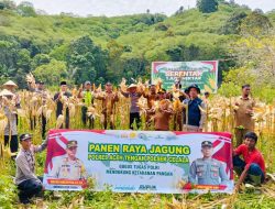 Polres Aceh Tengah Gelar Panen Raya Jagung Capai 3.500 Kg di Lahan Arul Gading