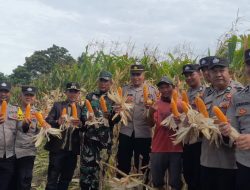 Polres Aceh Tengah Gelar Panen Raya 3 Ton Jagung di Blang Balik