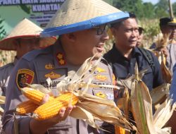 Polres Lampung Selatan Gelar Panen Raya Jagung di Banjar Masin Penengahan