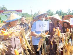 Polres Lampung Selatan Bersama Bupati Egi Gelar Panen Raya Jagung di Banjar Masin Penengahan