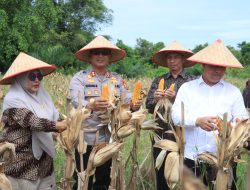 Ikut Panen Jagung Kuartal II, Bukti Nyata Polres Aceh Utara Berkomitmen Swasembada Pangan