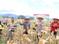 Dukung Ketahanan pangan Nasional, Bupati dan Kapolres Tapsel Panen Raya Jagung Serentak Kuartal ll