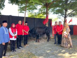 “DPC PDI Perjuangan Kabupaten Lampung Selatan Sembelih Sapi Untuk Berbagi ke Masyarakat, Dalam Rangka Bulan Bung Karno”
