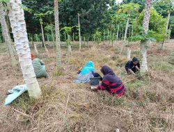 “Bumdes Desa Tanjung Gading Tanam 15.000 Batang Nilam, Berharap Ekonomi Masyarakat Meningkat”