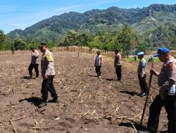Polsek Silih Nara Matangkan 10 Hektar Lahan Jagung untuk Dukung Swasembada Pangan Kuartal III