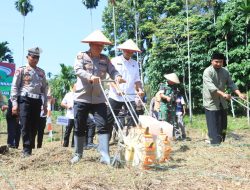 Penanaman Bibit Jagung Pertiwi, Polres Aceh Utara Kembali Dukung Swasembada Pangan