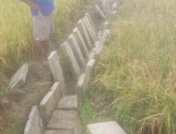 Pembangunan Irigasi Sawah Pekon Penengahan, Diduga Dikerjakan Asal-asalan  Tidak Ada Papan Informasi