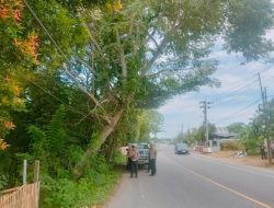 Satlantas Polres Aceh Utara Peduli, Tinjau Pohon Miring Ancam Pengguna Jalan