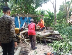 Tim TRC Gerak Cepat Kondisikan Rumah Warga Desa Maja Tertimpa Pohon