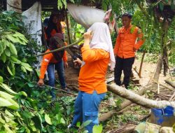 Angin Kencang Akibatkan Pohon Tumbang, Menimpa 2 Rumah Warga Desa Maja