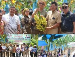 Dukung MBG dan Ketapang, Bupati Tapsel Panen Perdana Pisang di Sayurmatinggi